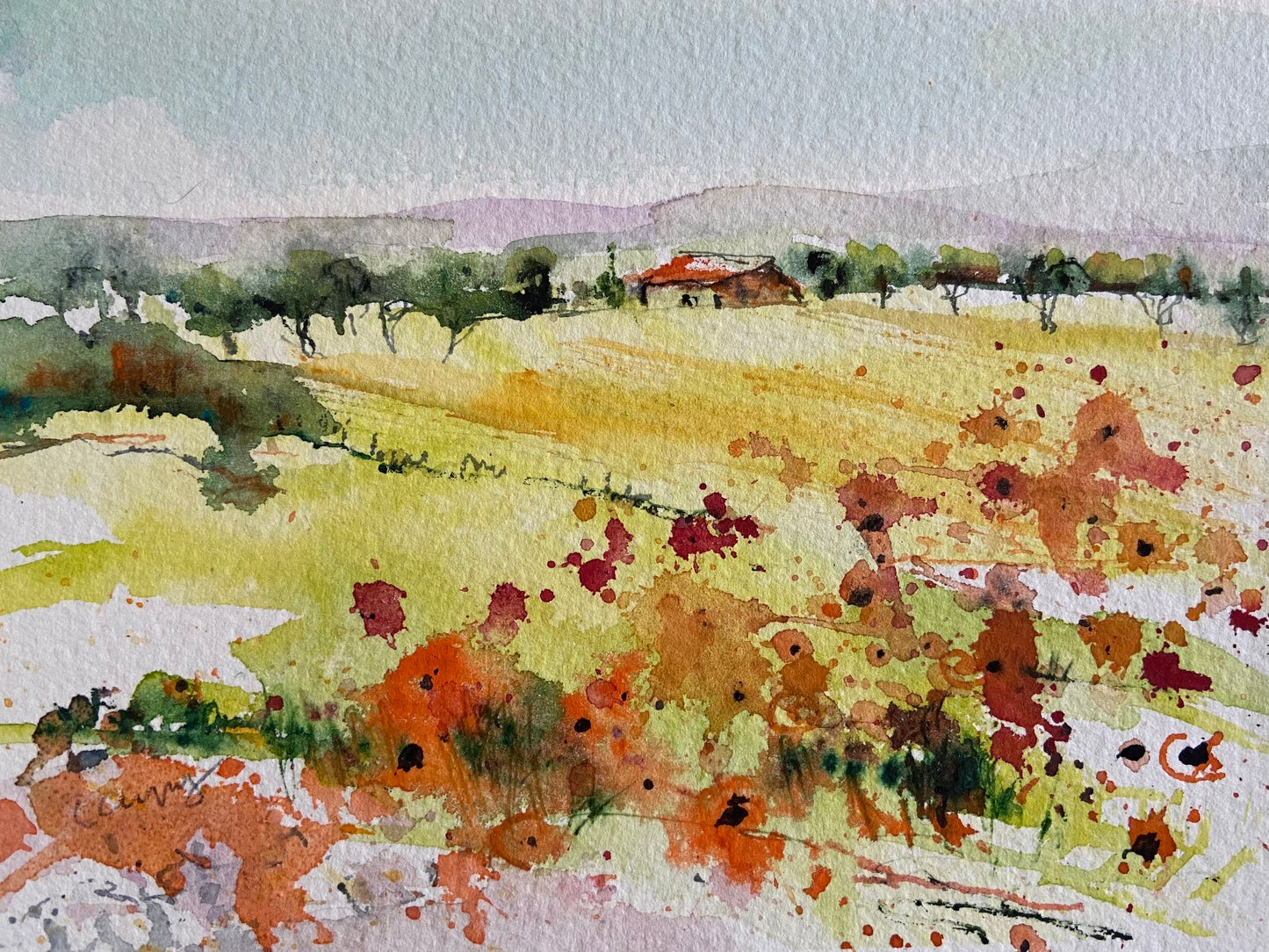 Poppies in Yellow Field