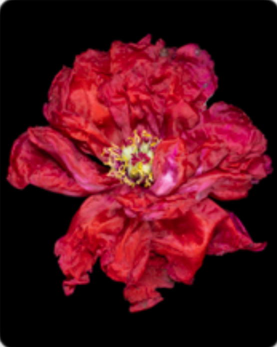 TRANSITORY STATES D-6807