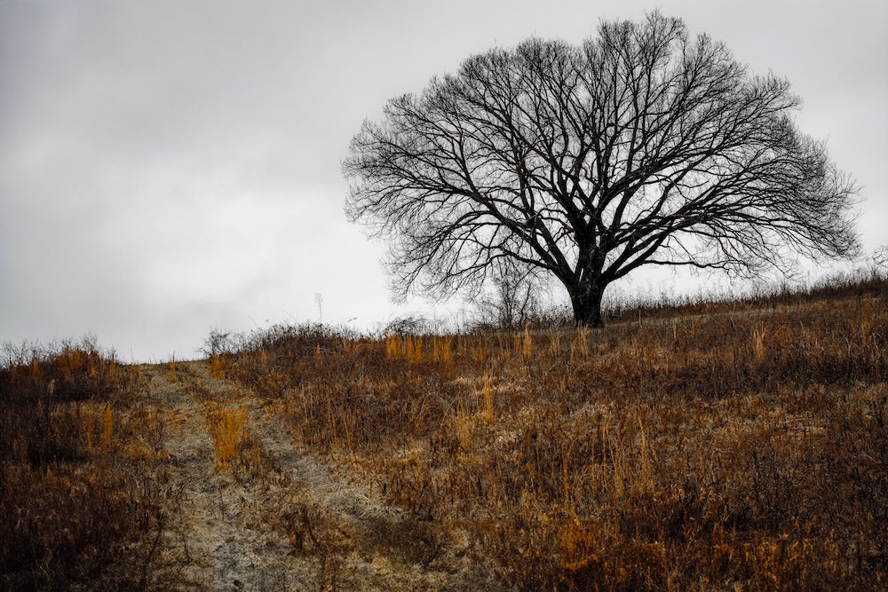 Secluded Path