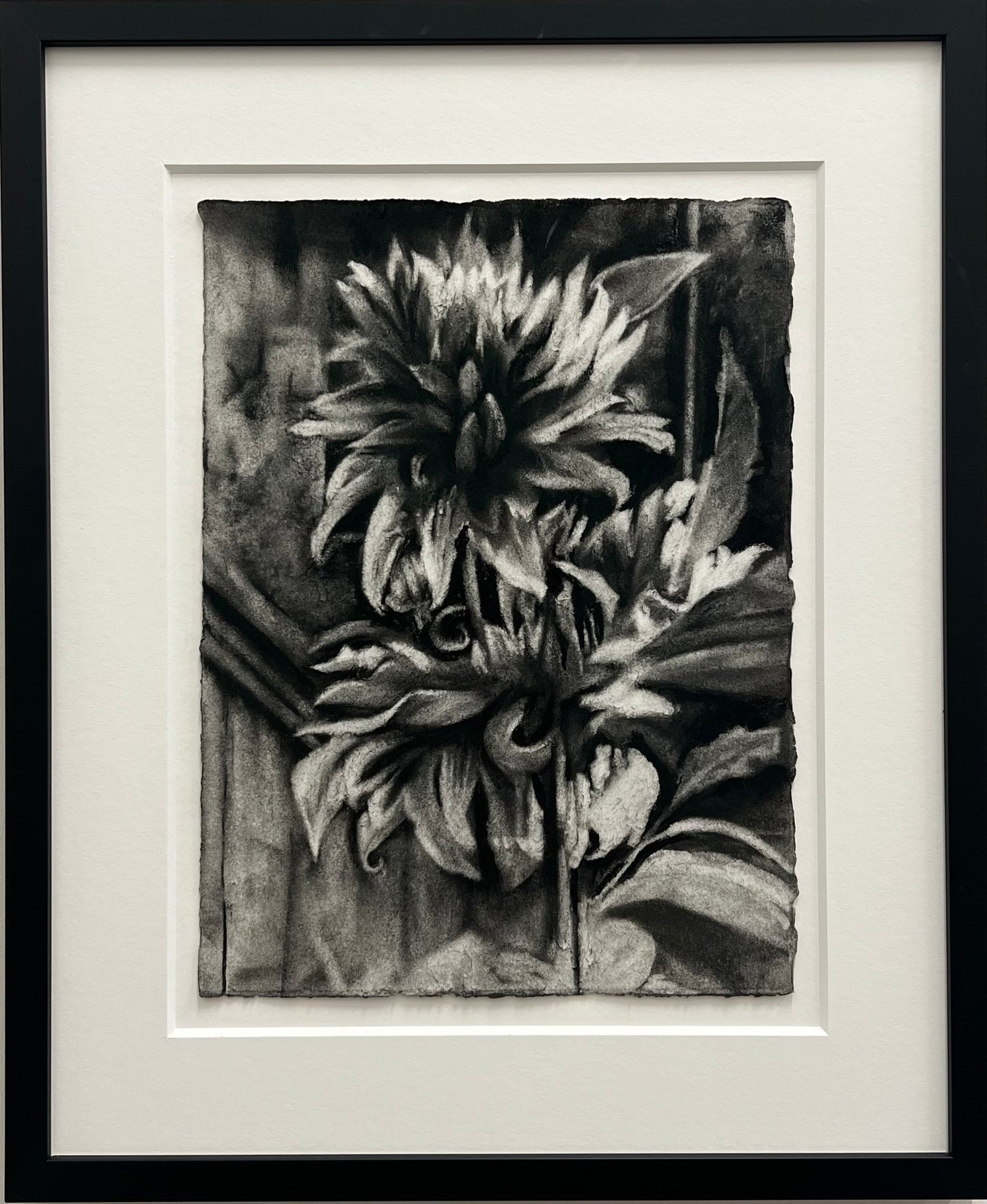 Dahlia