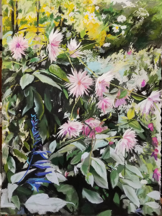 Pink Giverny Dahlias