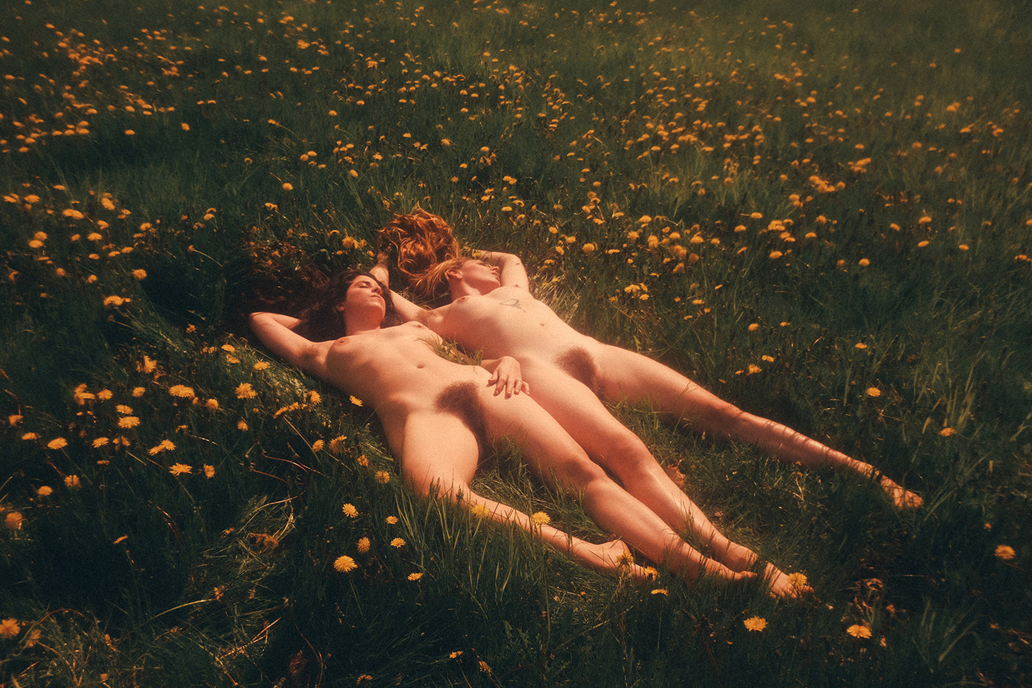 DANDELIONS