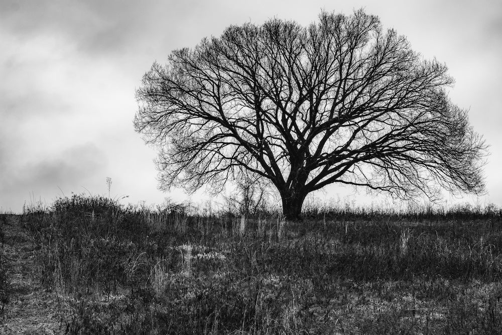 Majestic Tree