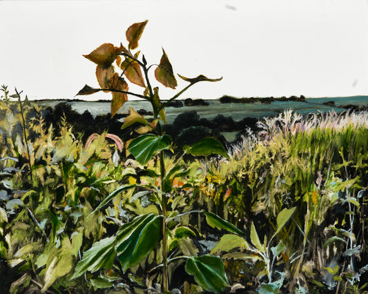 SUNFLOWER IN DECLINE