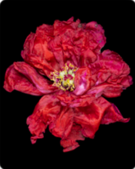 TRANSITORY STATES D-6807