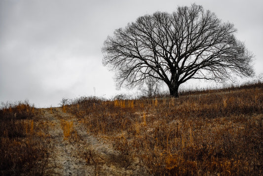 Secluded Path