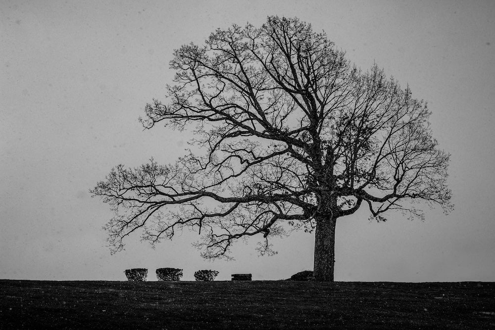 Solitary Snow