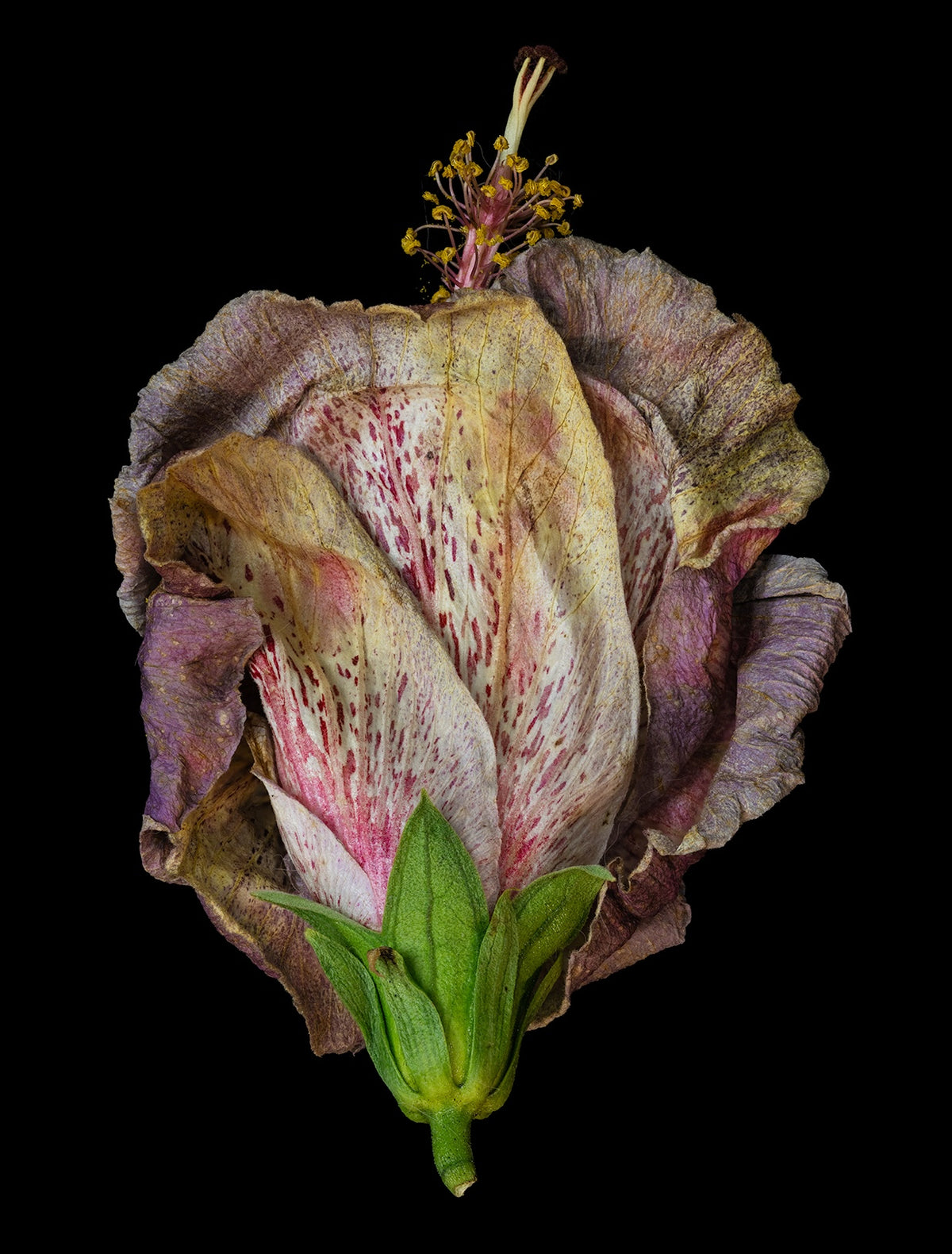Transitory States D-771 – Sarah Gormley Gallery